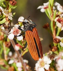 Castiarina nasuta