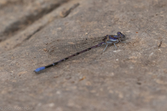 Argia munda