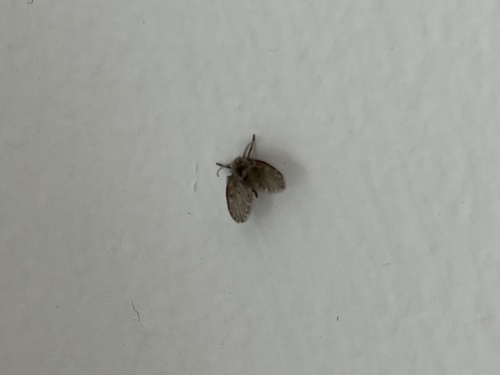 Bathroom Moth Fly