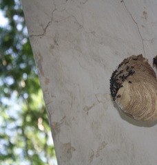 Polybia occidentalis