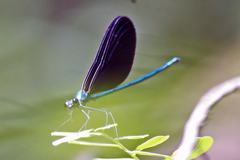 Matrona basilaris