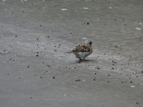 House Sparrow