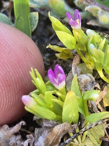 Image of Zeltnera muehlenbergii by no rights reserved