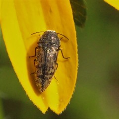 Acmaeodera neglecta