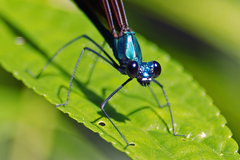 Matrona basilaris