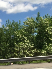 Robinia pseudoacacia