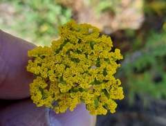 Achillea ageratum