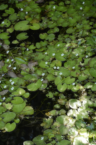 Image of Nymphoides cristata by (c) Siddarth Machado, some rights reserved (CC BY)