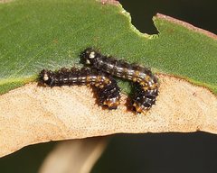 Opodiphthera eucalypti