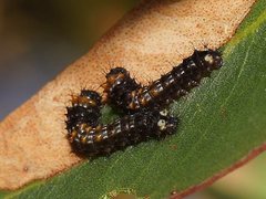Opodiphthera eucalypti