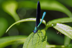 Matrona basilaris