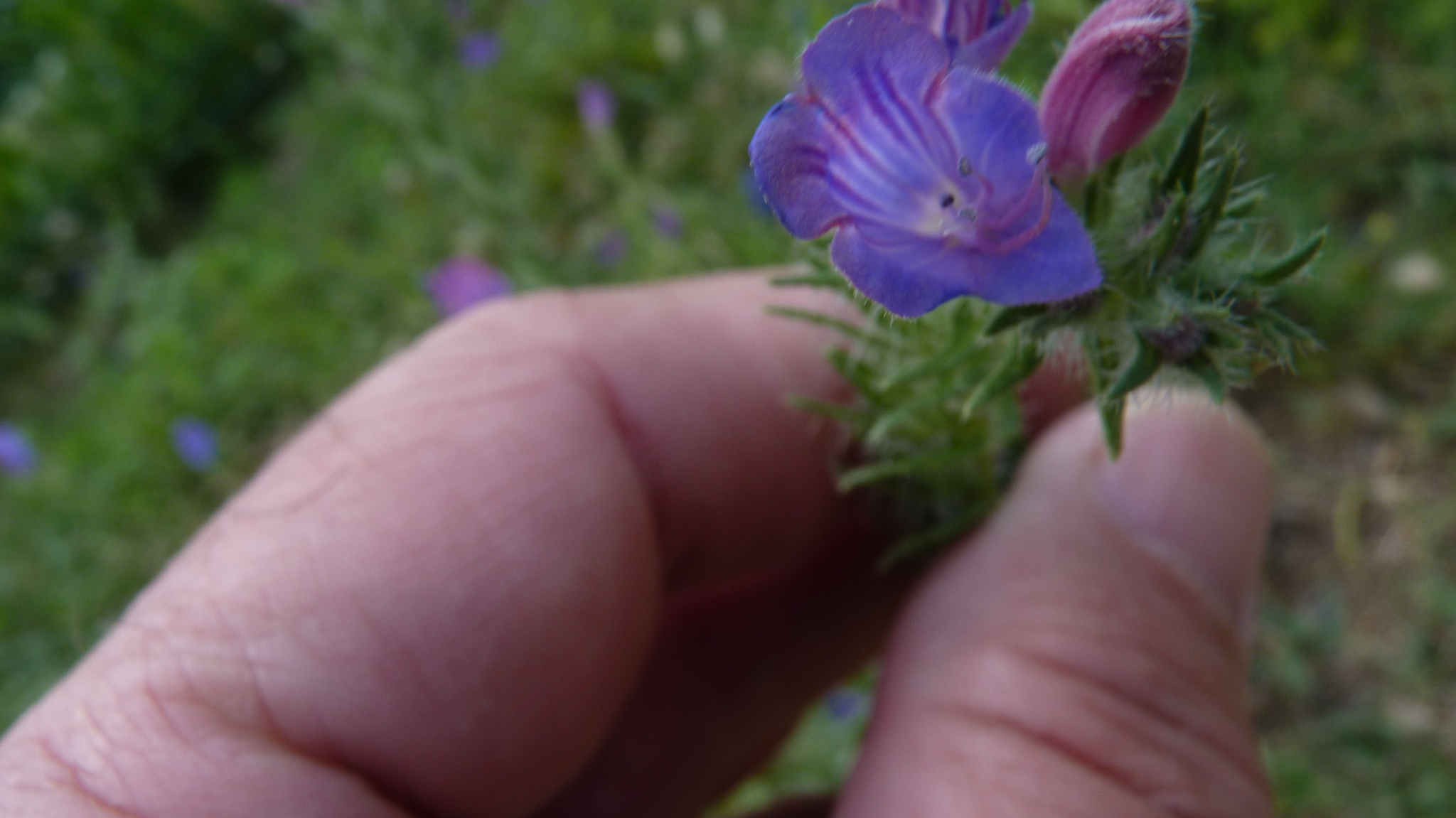 Echium vulgare pustulatum