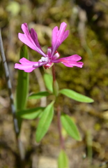 Clarkia concinna