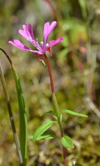 Clarkia concinna