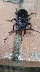 Mallodon chevrolatii