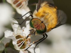 Scaptia patula