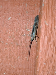 Nemotaulius hostilis