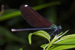 Matrona basilaris