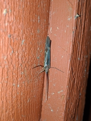 Nemotaulius hostilis