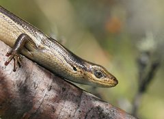 Pseudemoia rawlinsoni