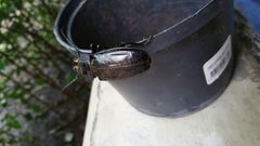 Mallodon chevrolatii