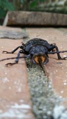 Mallodon chevrolatii