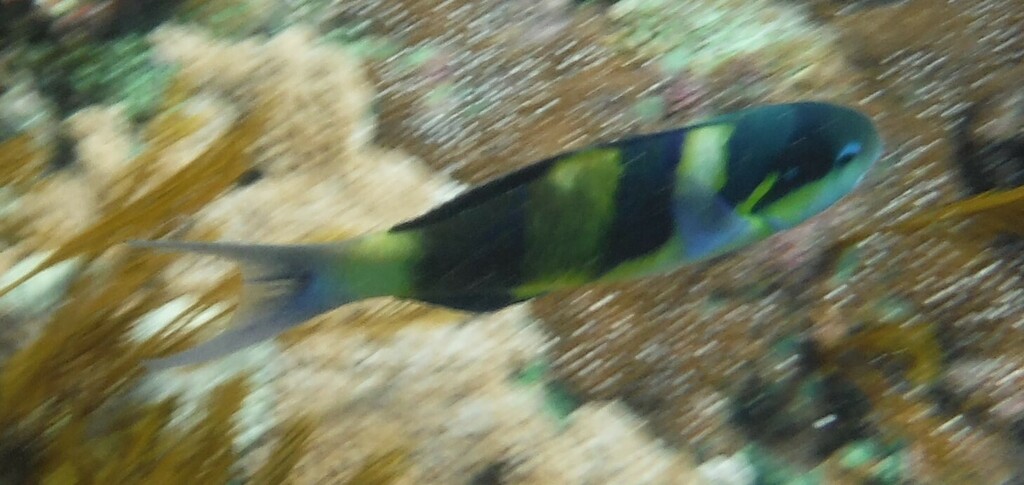 Jansen's wrasse (Thalassoma jansenii) — Labridae