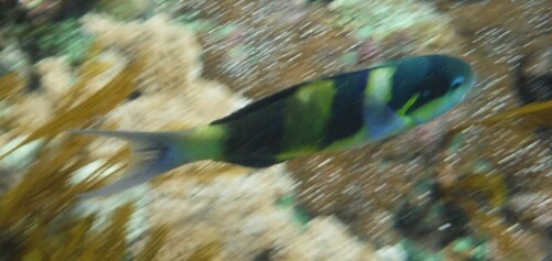 Jansen's Wrasse — seen at this dive site