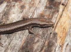 Trunk-Climbing Cool-Skink photo 5