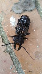 Mallodon chevrolatii