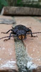 Mallodon chevrolatii