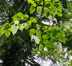 Davidia involucrata