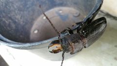 Mallodon chevrolatii