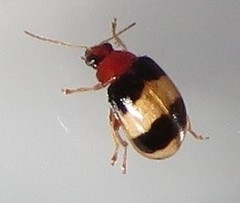 Monolepta melanogaster