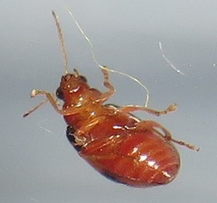 Monolepta melanogaster