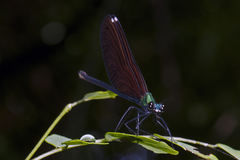 Matrona basilaris