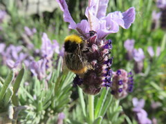 Bombus pratorum