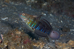 Banded Goby photo 3