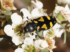 Castiarina octospilota