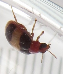 Monolepta melanogaster