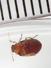 Monolepta melanogaster