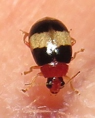 Monolepta melanogaster