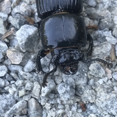 Odontotaenius disjunctus