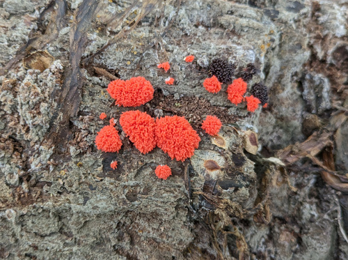Tubifera ferruginosa