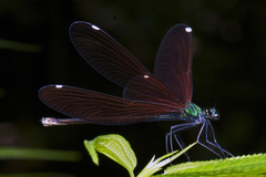 Matrona basilaris