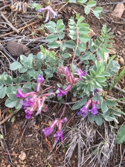 Astragalus shortianus