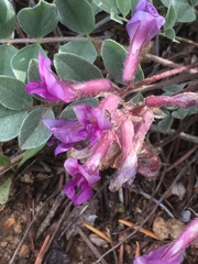 Astragalus shortianus