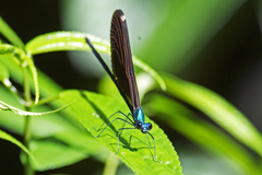 Matrona basilaris
