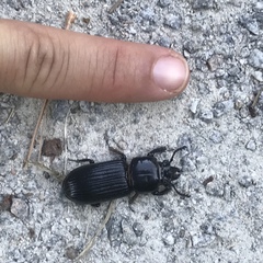 Odontotaenius disjunctus