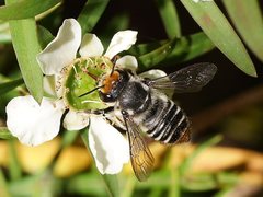 Megachile chrysopyga